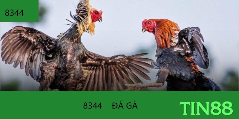 tin88 - Ưu đãi đặc biệt - 2